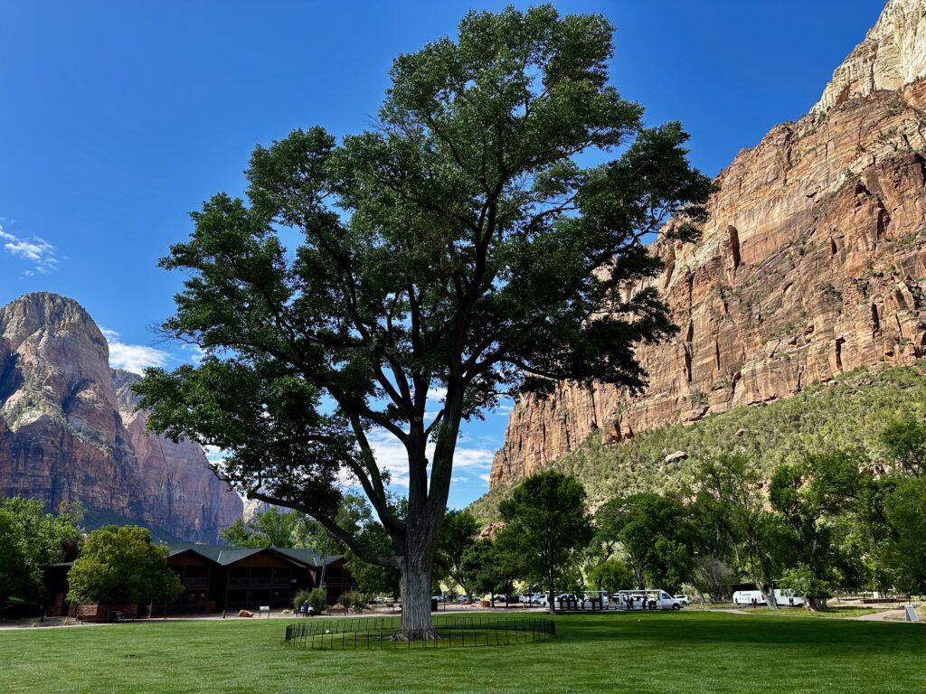 Zion Lodge grassy area