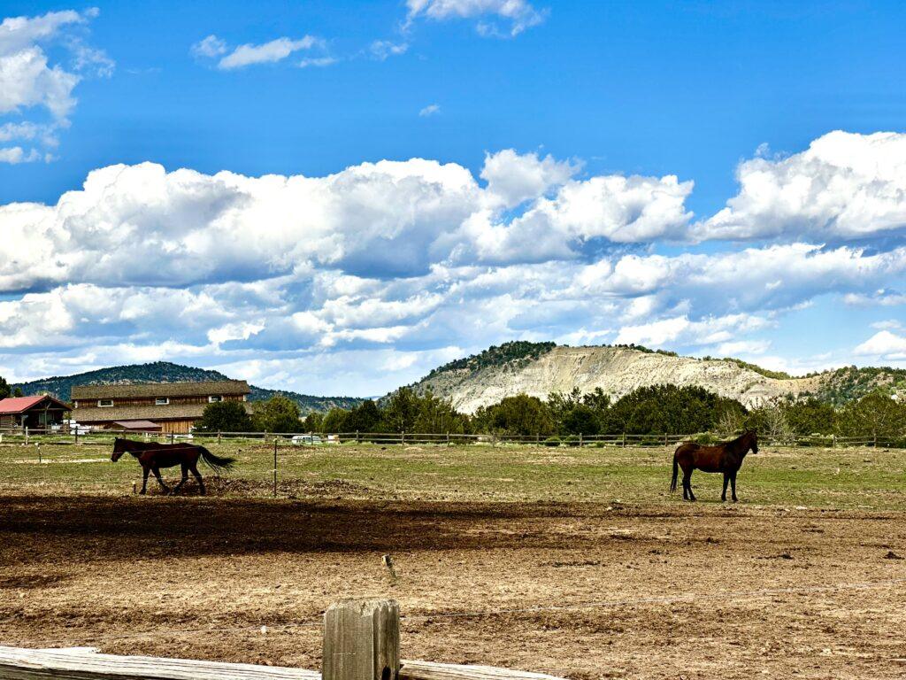 horses on ranch