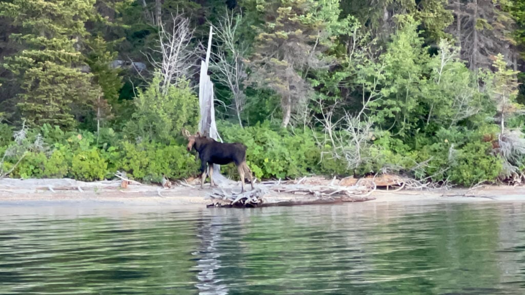 Moose on the shores of Jenny Lake