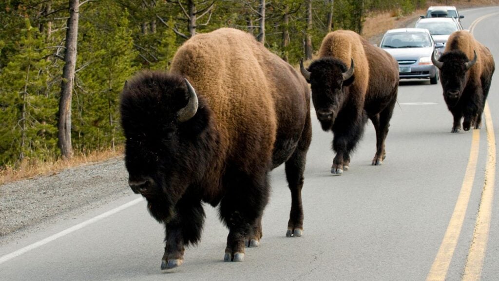 Buffalo on the road blocking cars in Yellowstone