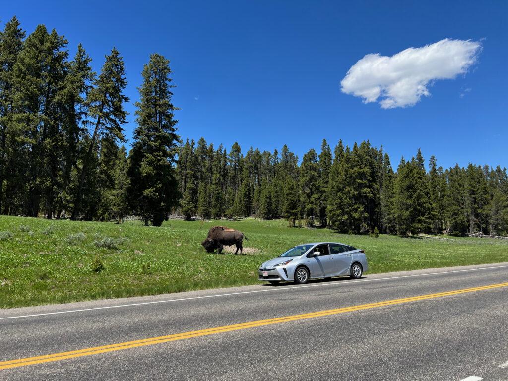 car on road near buffalo