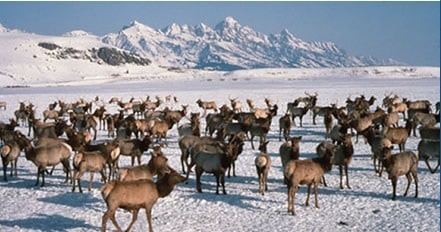 elk in the snow