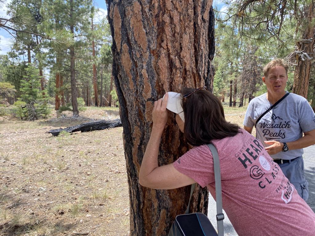 picture of woman smelling a pine tree