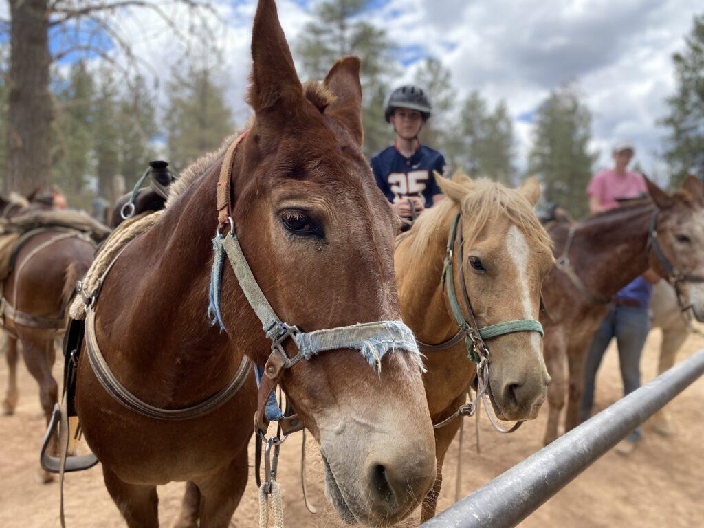 horses with saddles in stable