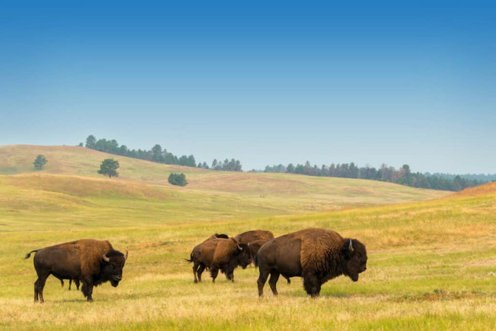 Does Yellowstone Require a Timed Reservation Ticket? We're in the Rockies