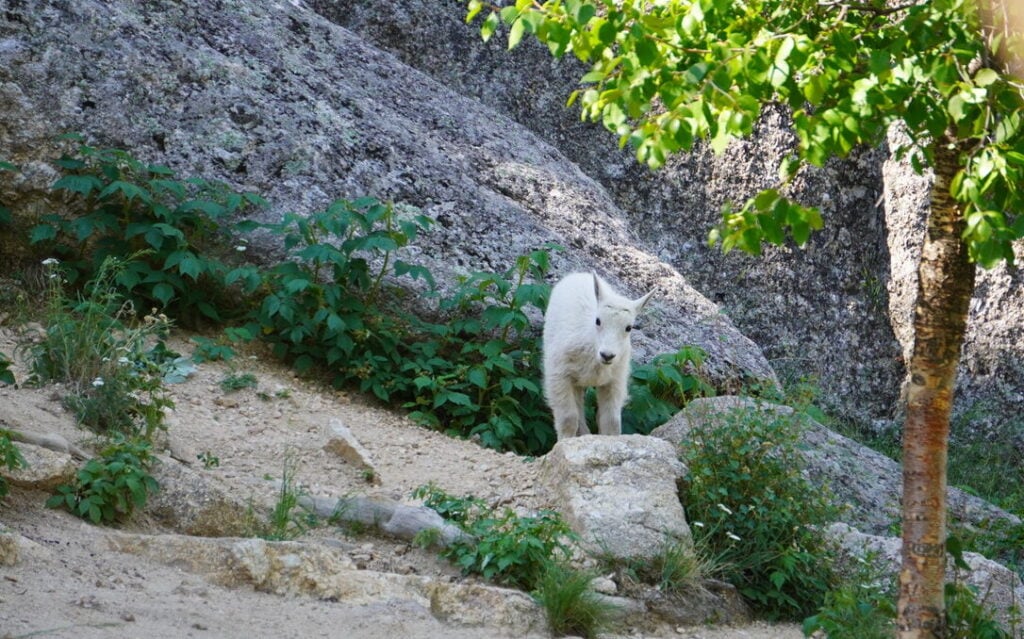 baby mountain goat