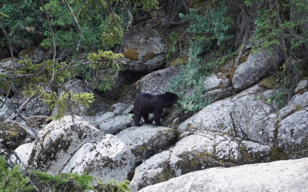 Bear on rocks