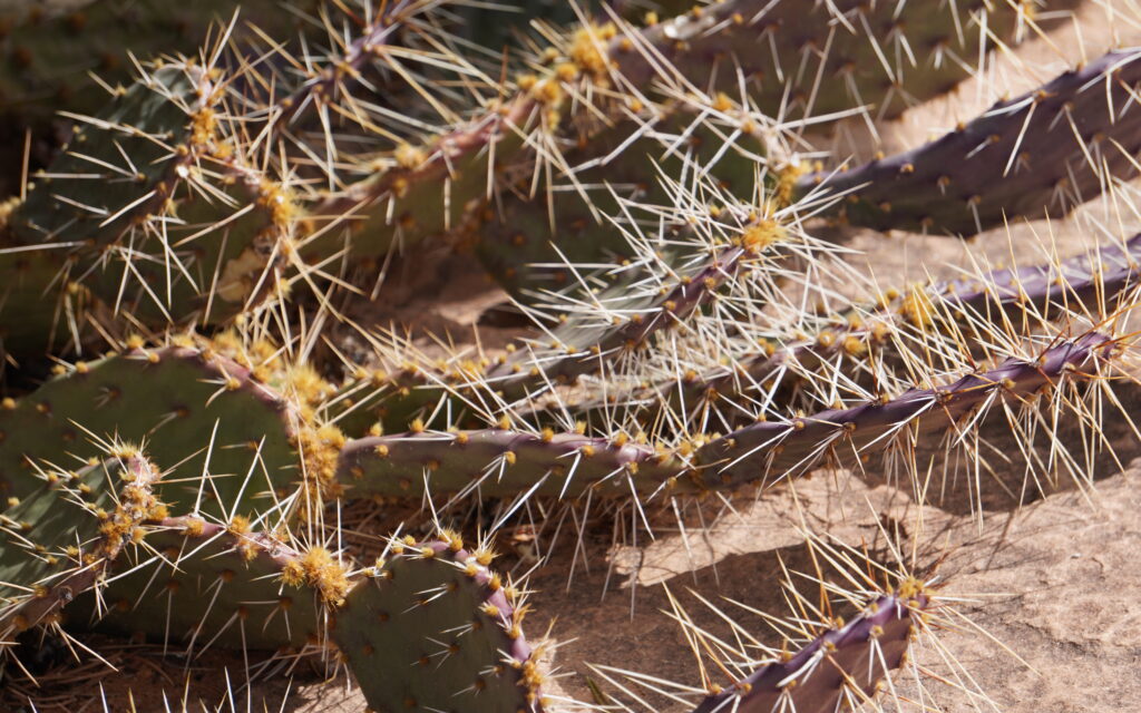 cactus