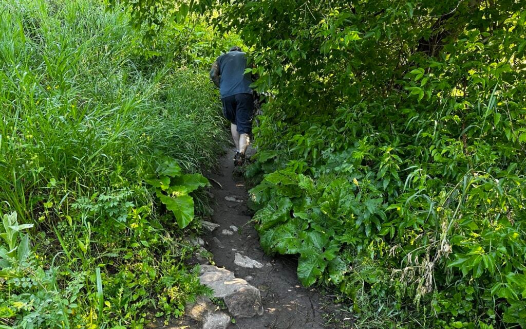 Thick foliage and obstacles