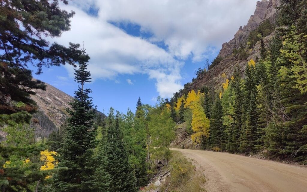 golden aspen trees on dirt road