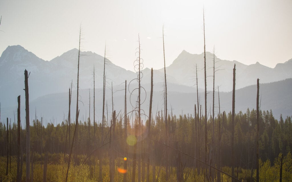 View of mountains and trees from Camas Road in Glacier