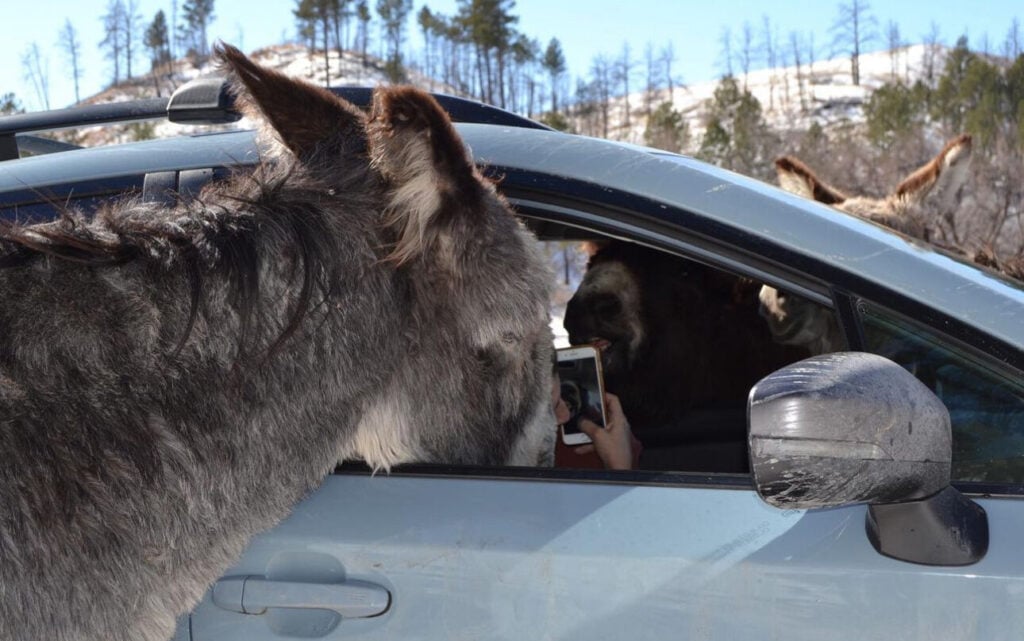 begging burros at Custer State Park