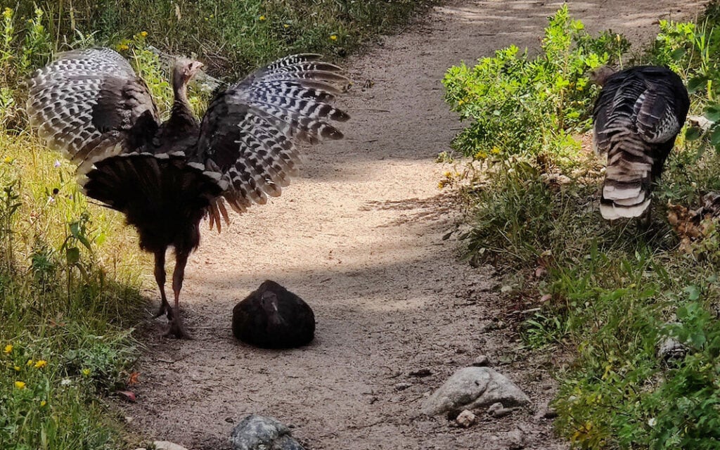 Wild turkeys on trail in Rocky Mountain