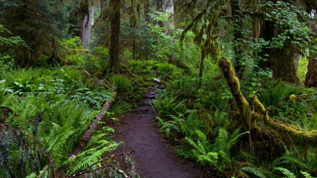 Hall of Mosses