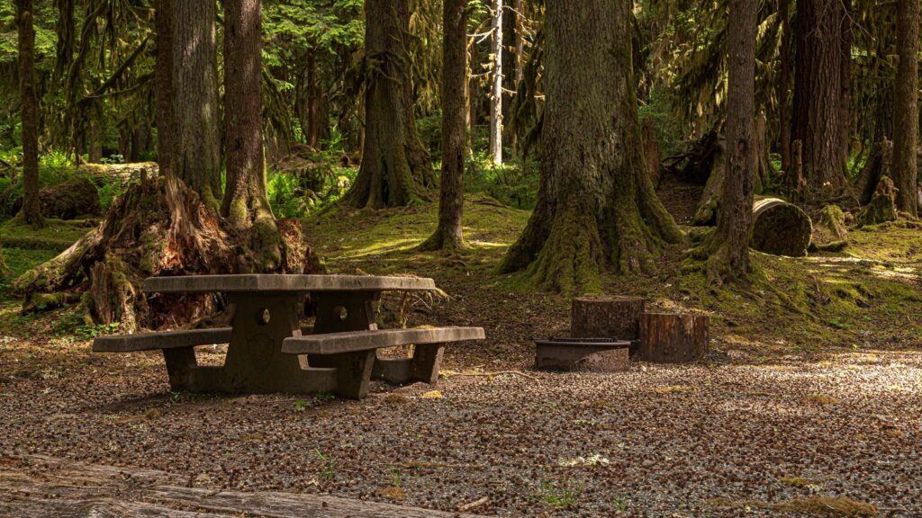 picnic table at campsite in forest