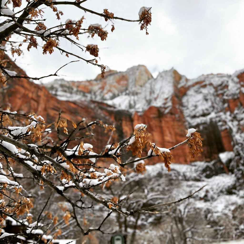 branches and leaves and red rock covered in snow
