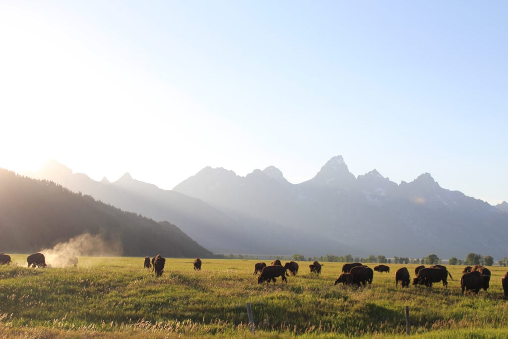 Bison