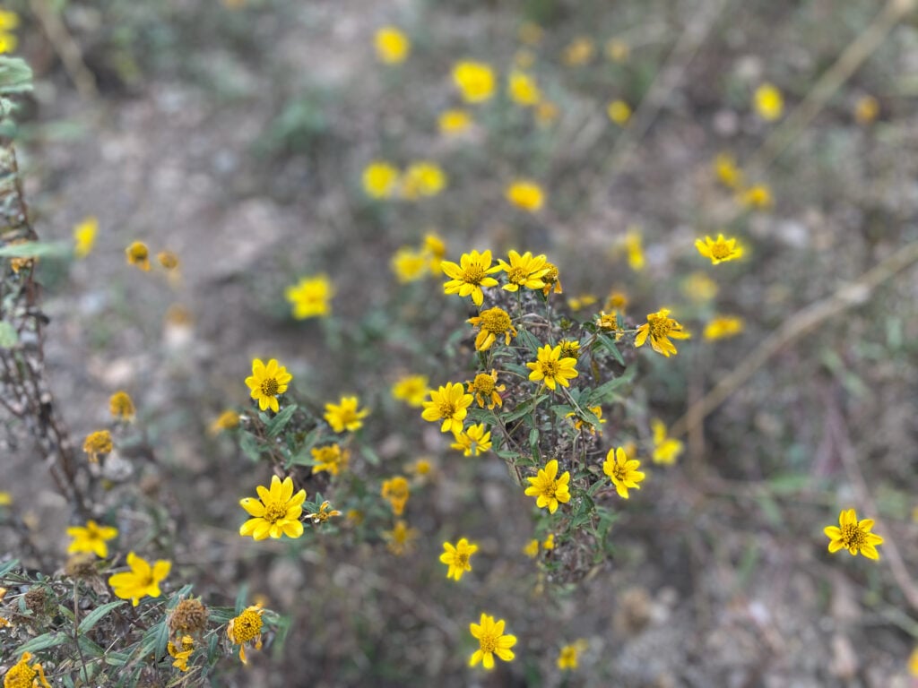 wildflowers