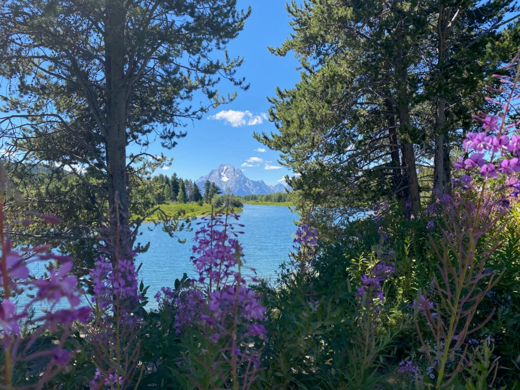 wildflowers in front of river