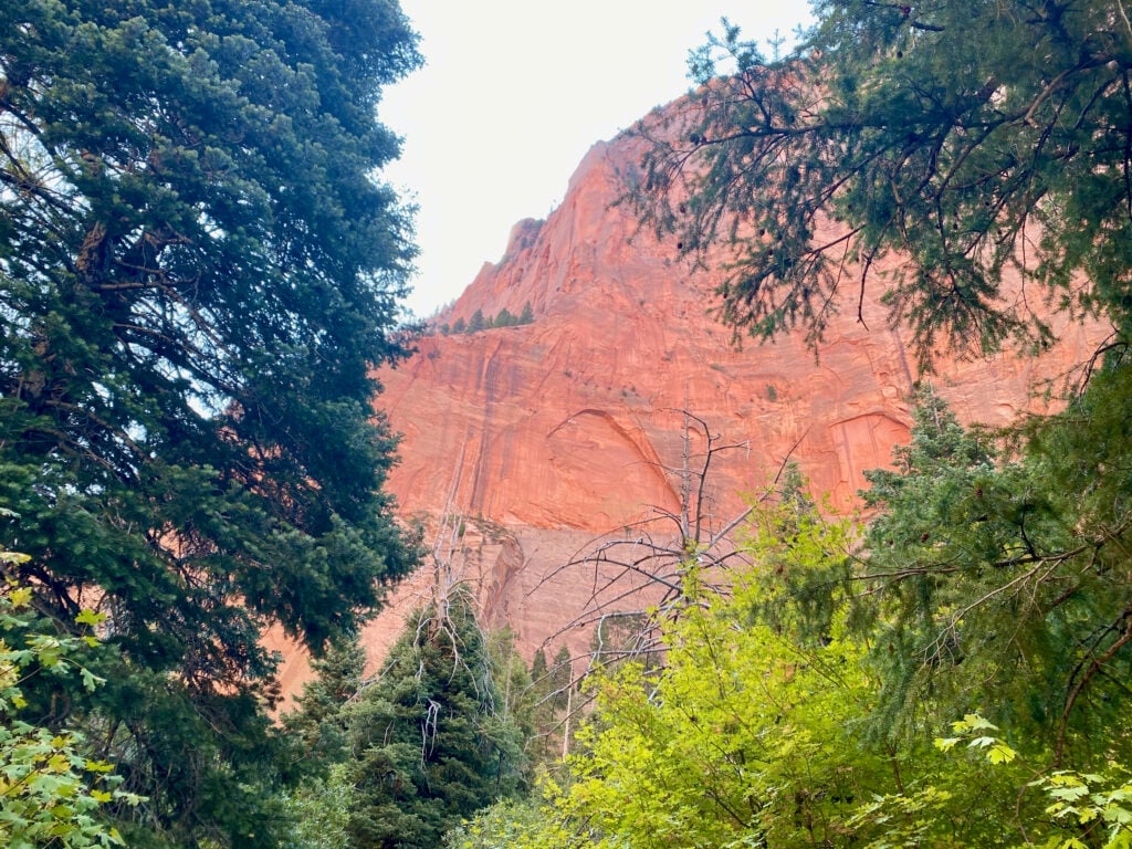 view of red rock cliff from behind trees