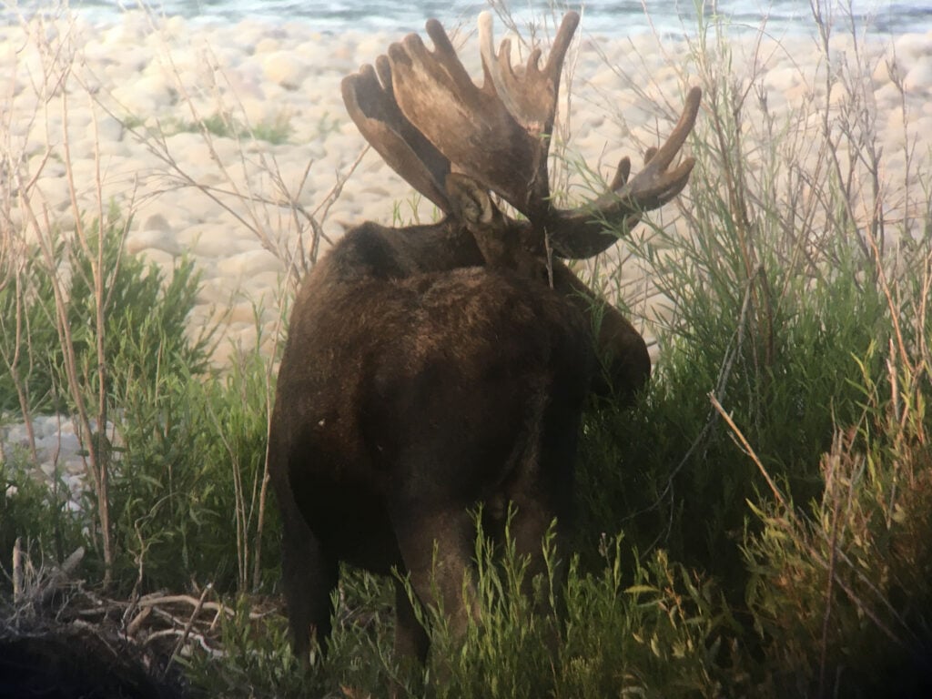 Moose