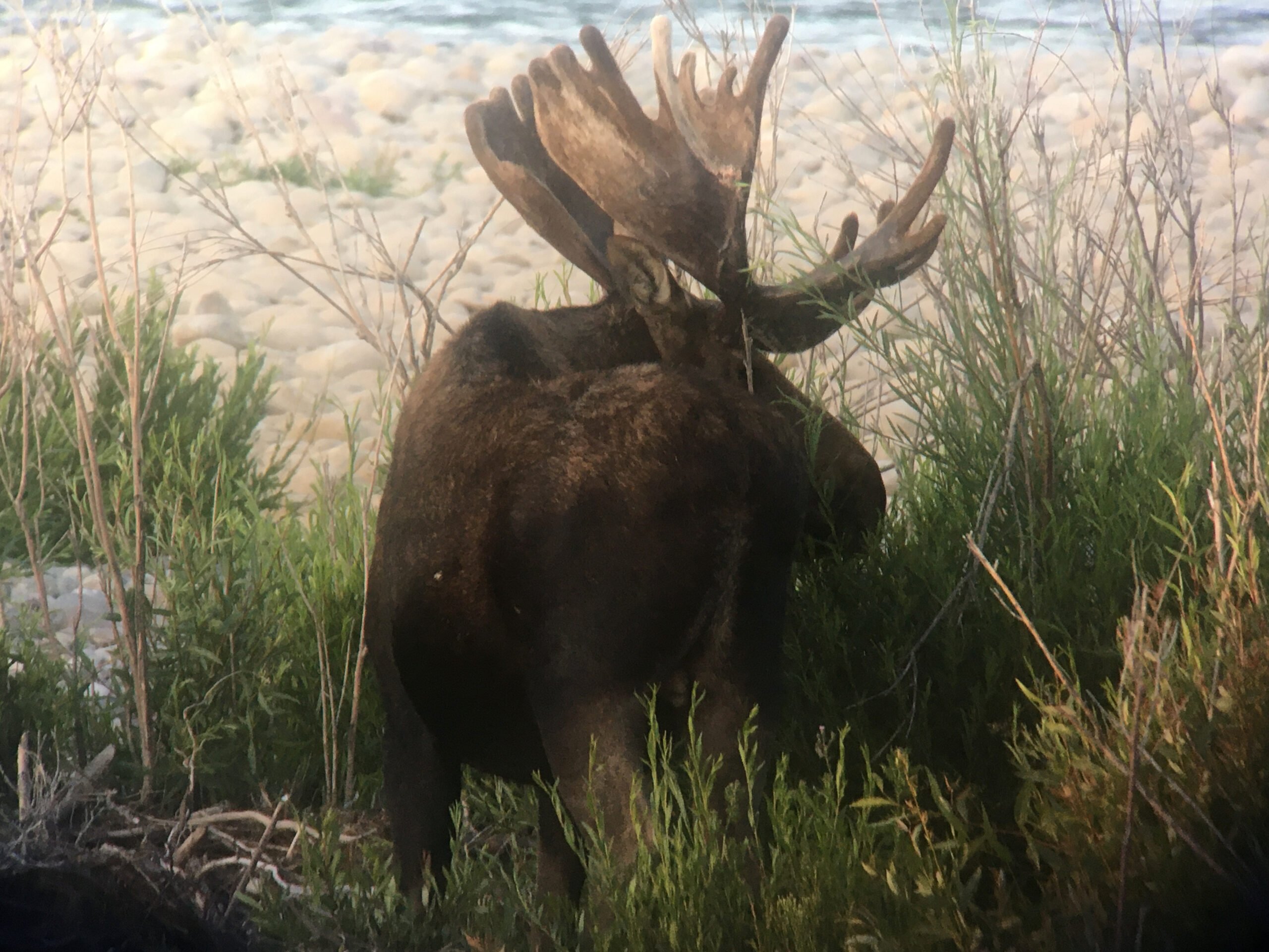 Moose