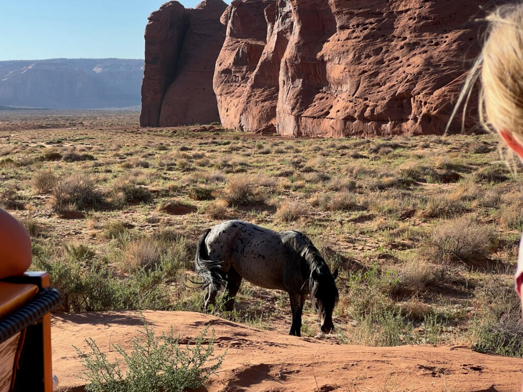 wild horse in Monument Valley
