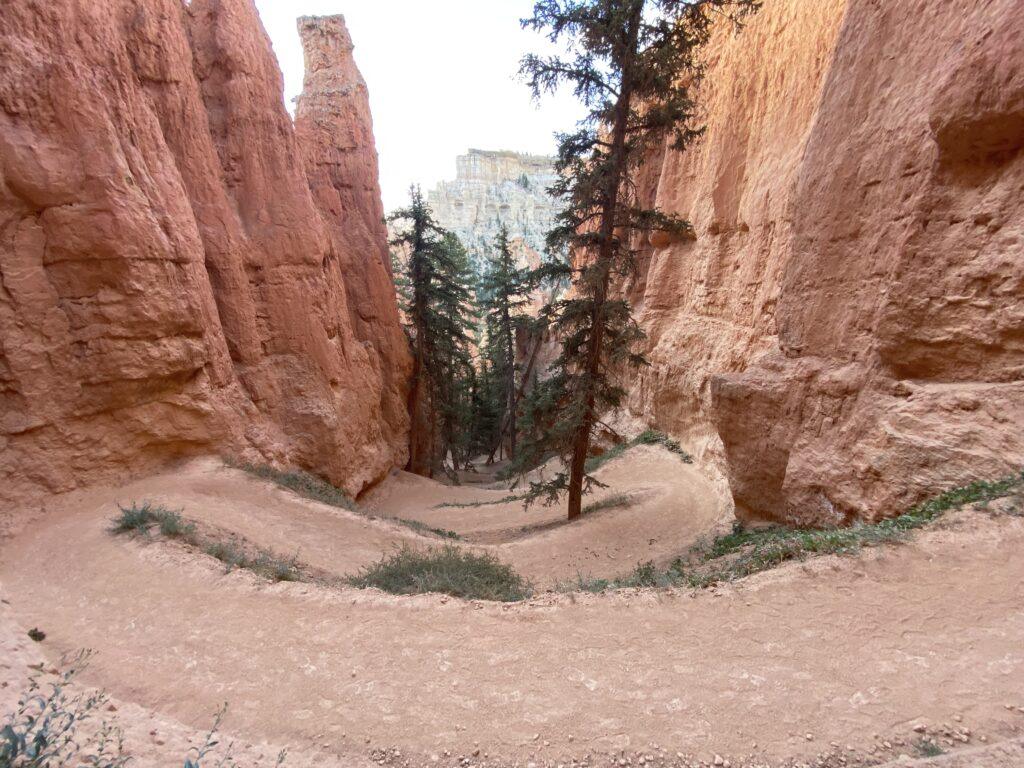 canyon with pine trees and red rock walls
