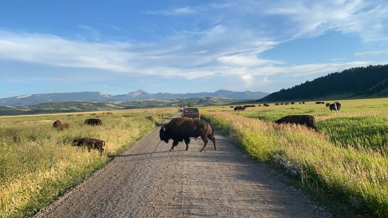 Bison on road in Grand Teton