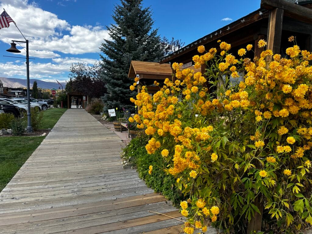 Board walk with yellow flowers on the side