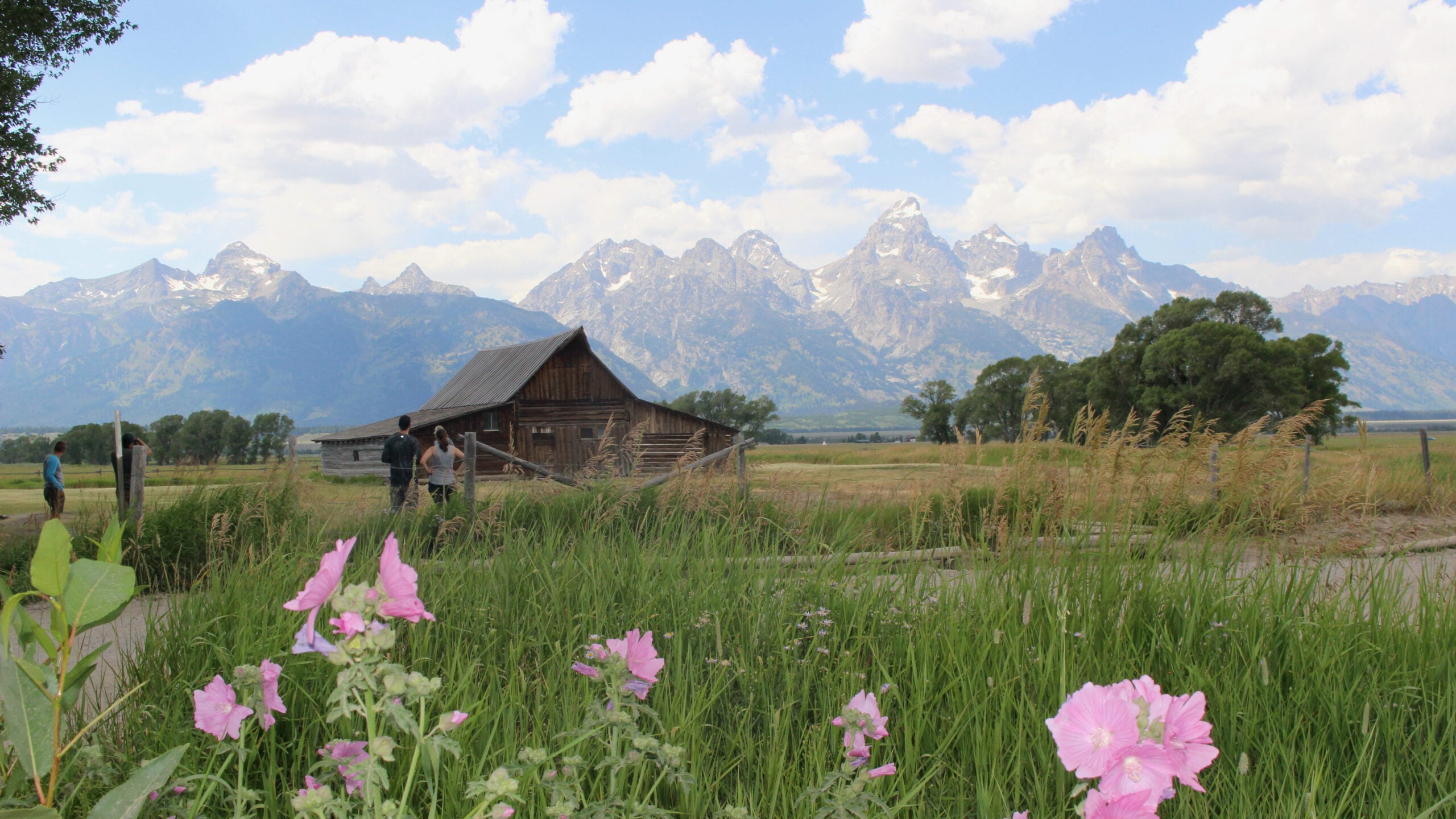 Moulten Barn at Mormon Row with Wild Flowers in the Foreground