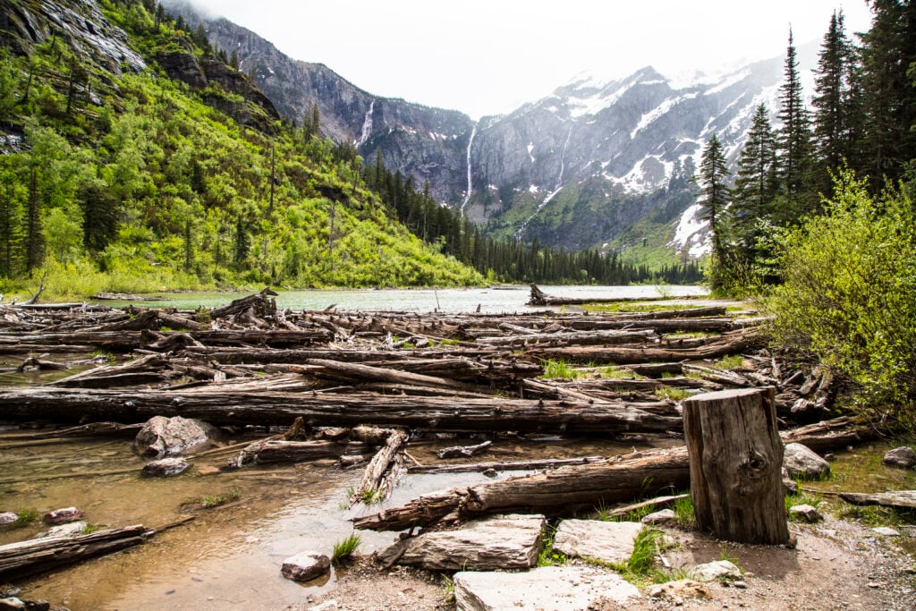 dead logs next to lake in woods