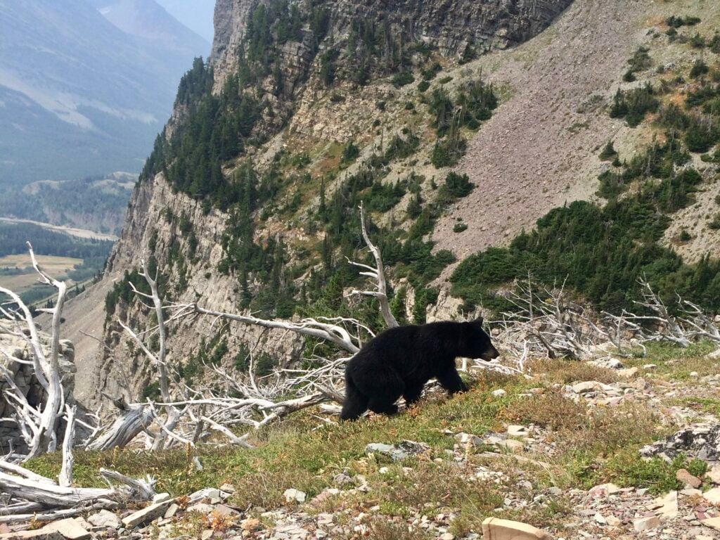 Black bear walking on a hillside