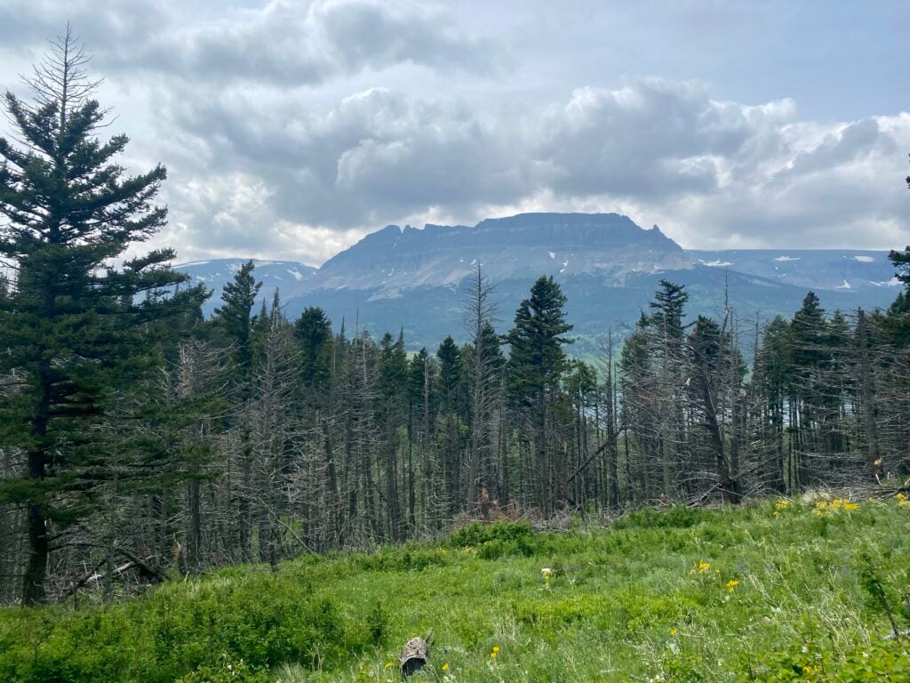 meadow with trees in the background