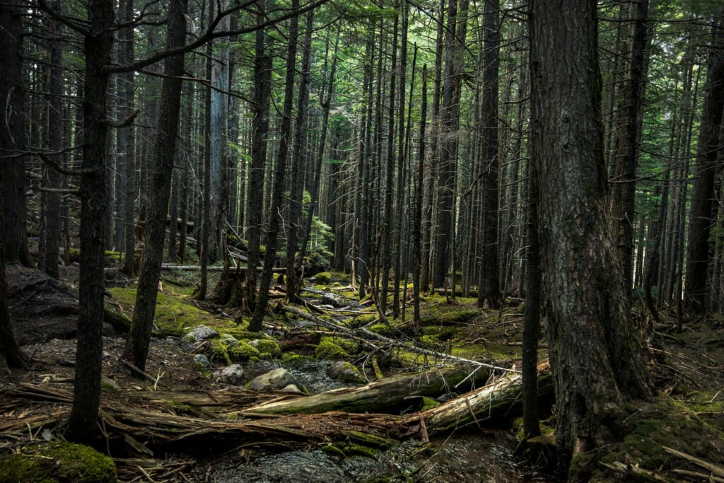 trees in forest with moss covering forest floor