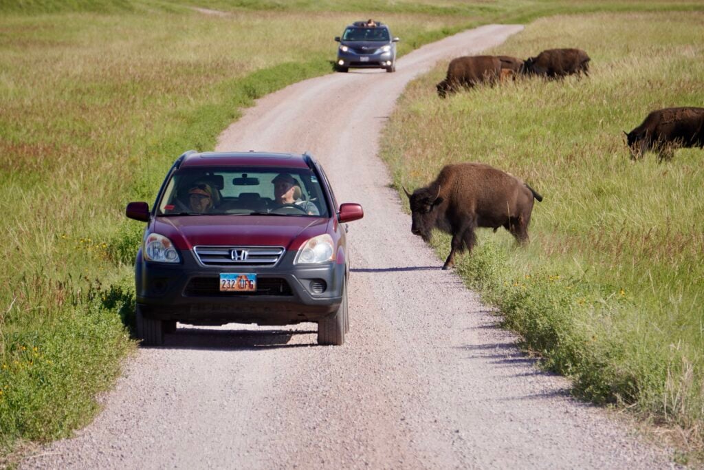 car driving on a dirt road with bison on the grass
