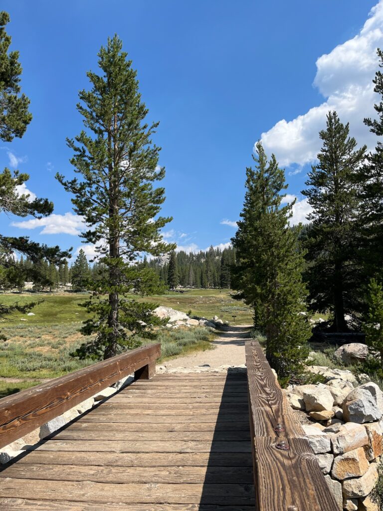 bridge along trail in forest