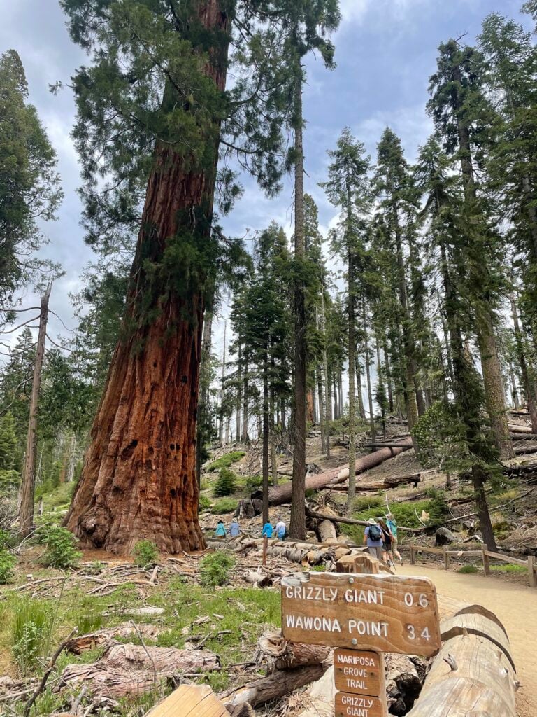 sequoia tree at hike trailhead