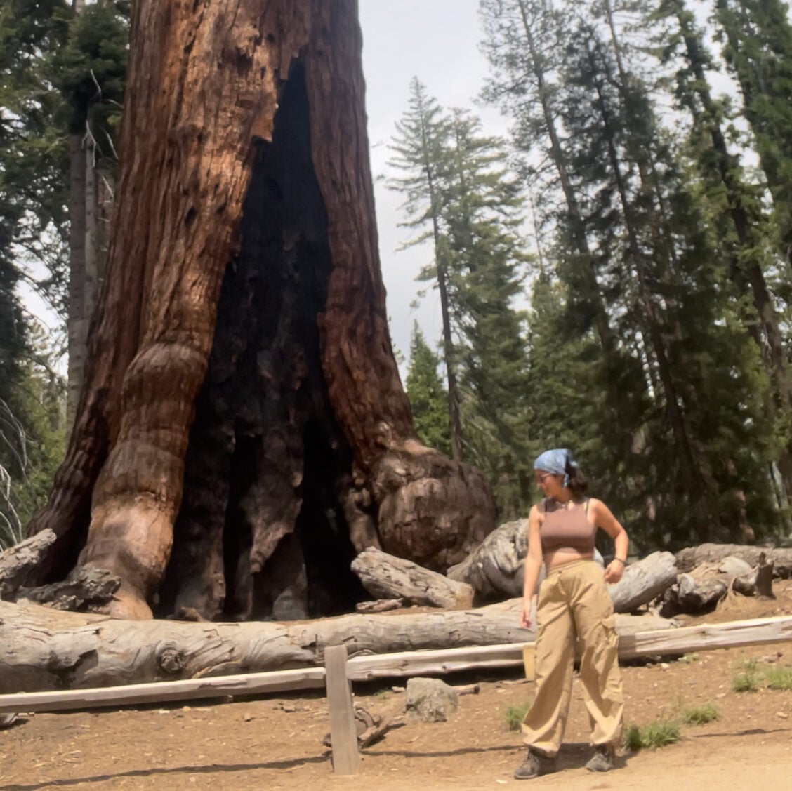woman standing in front of giant sequoia