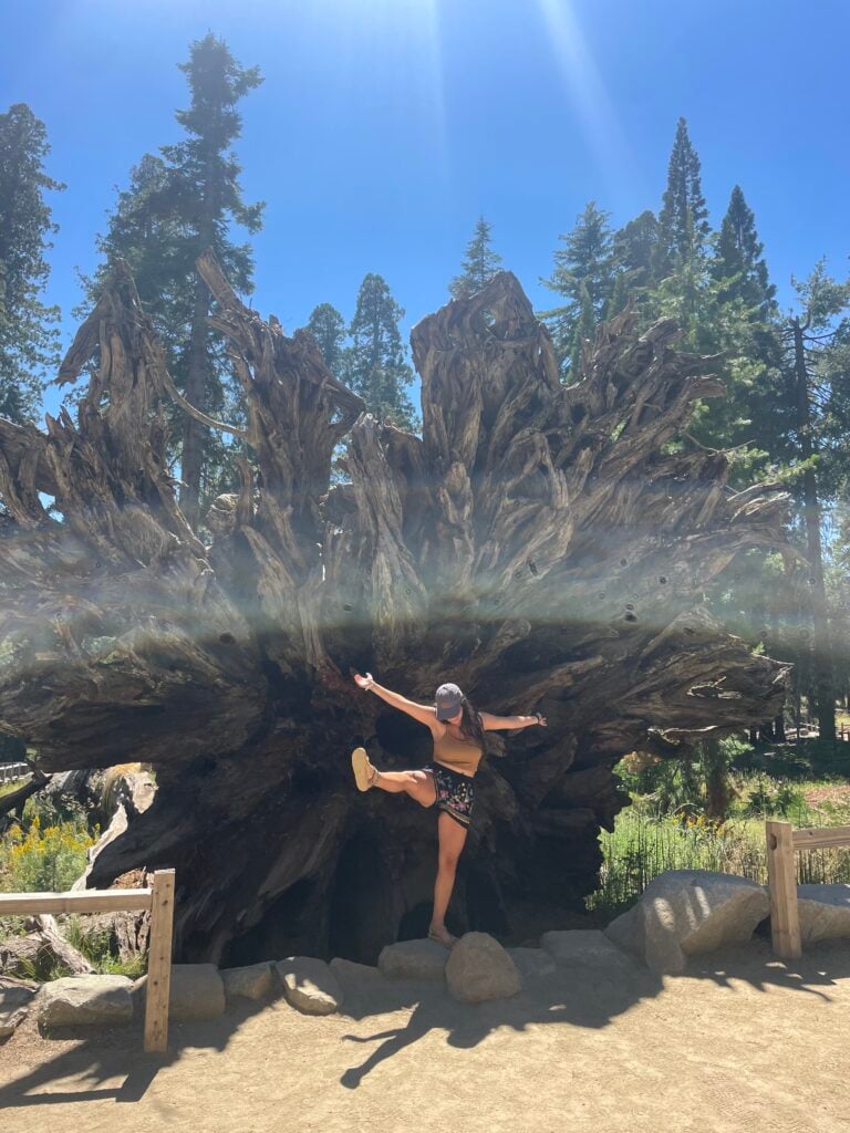 woman standing in front of fallen sequoia