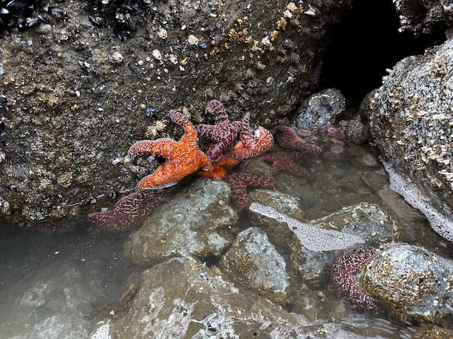starfish in tidepool