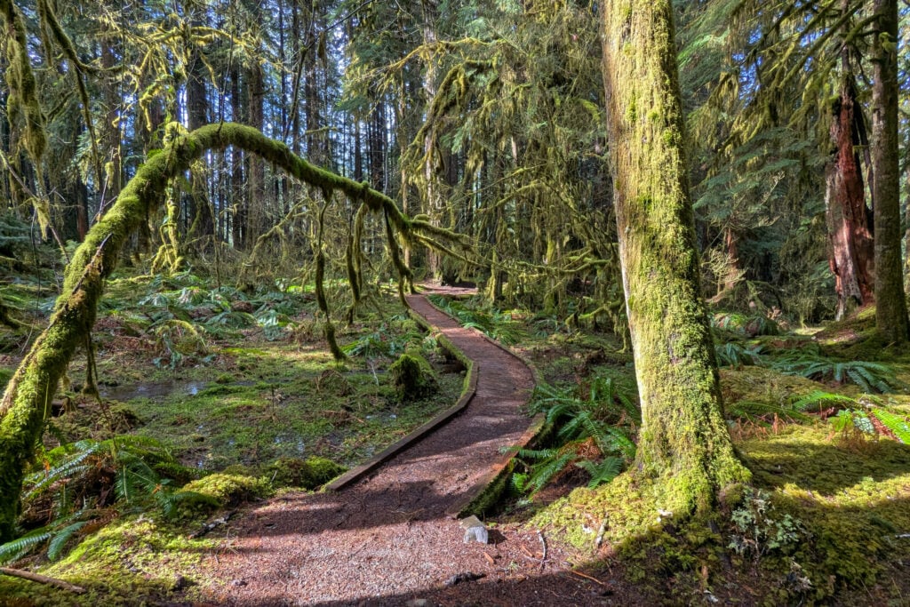 trail through moss covered trees in rain forest