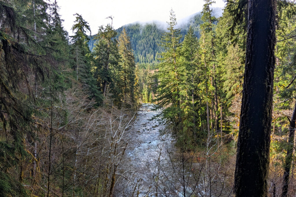 hiking trail in forest