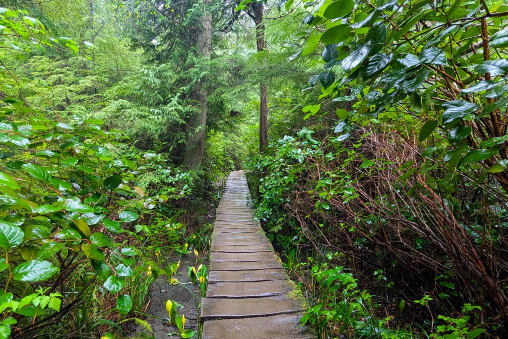 boardwalk through rainforest