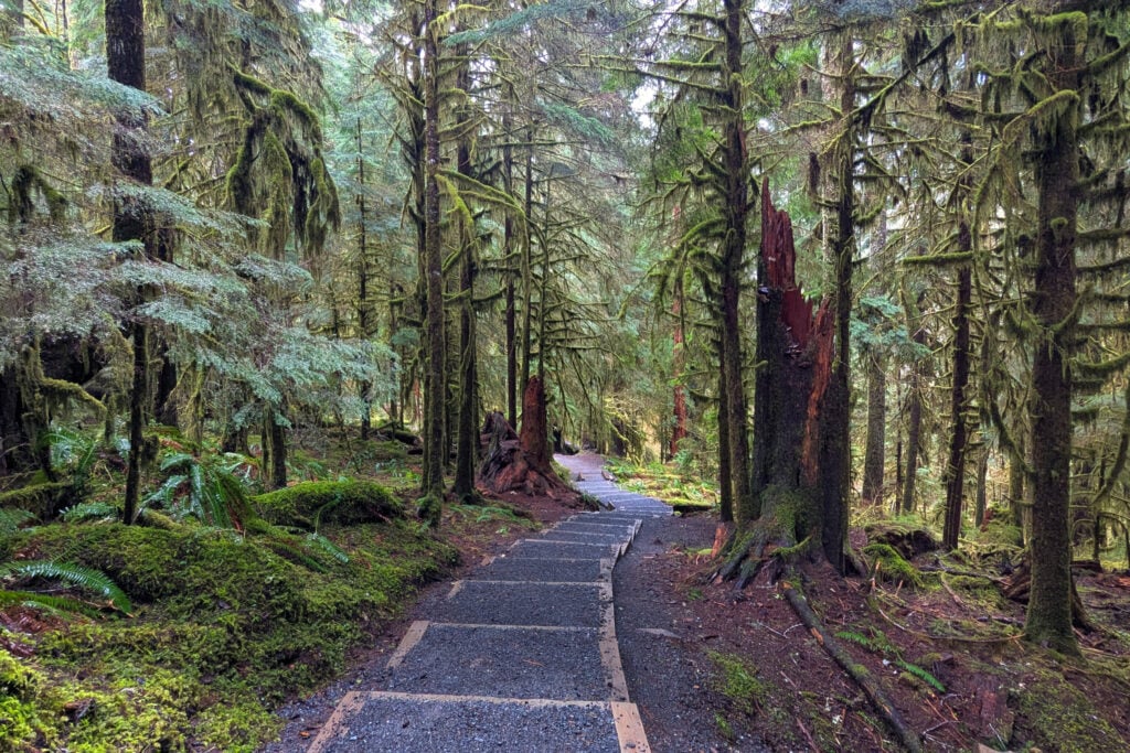 hiking trail through forest