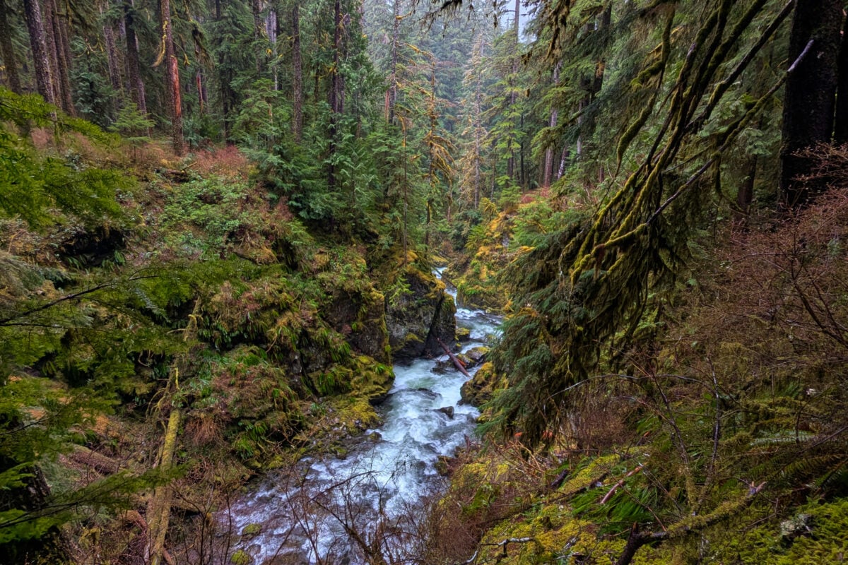 river through green forest