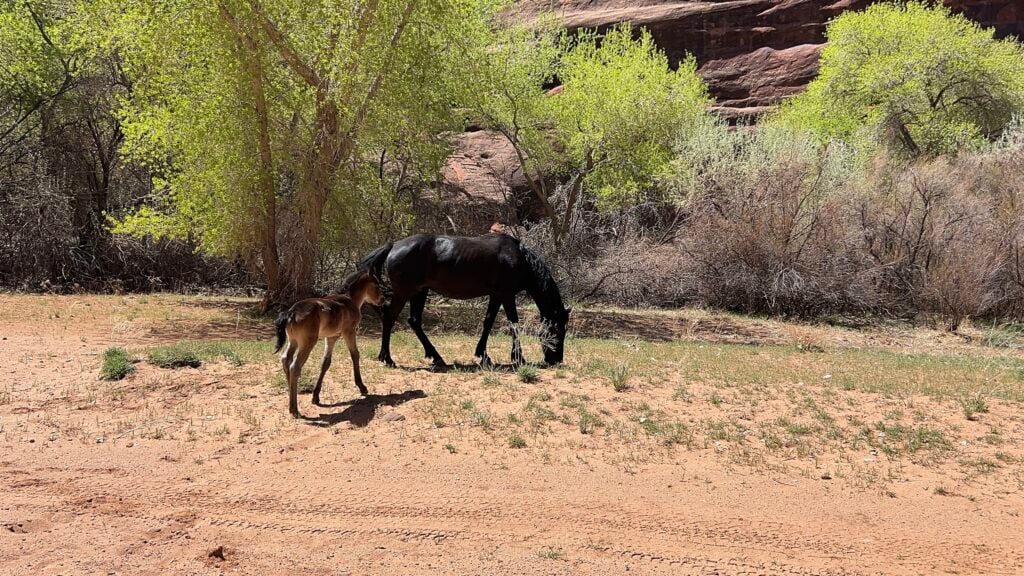 A brown mother horse and colt feeding on grass in the desert