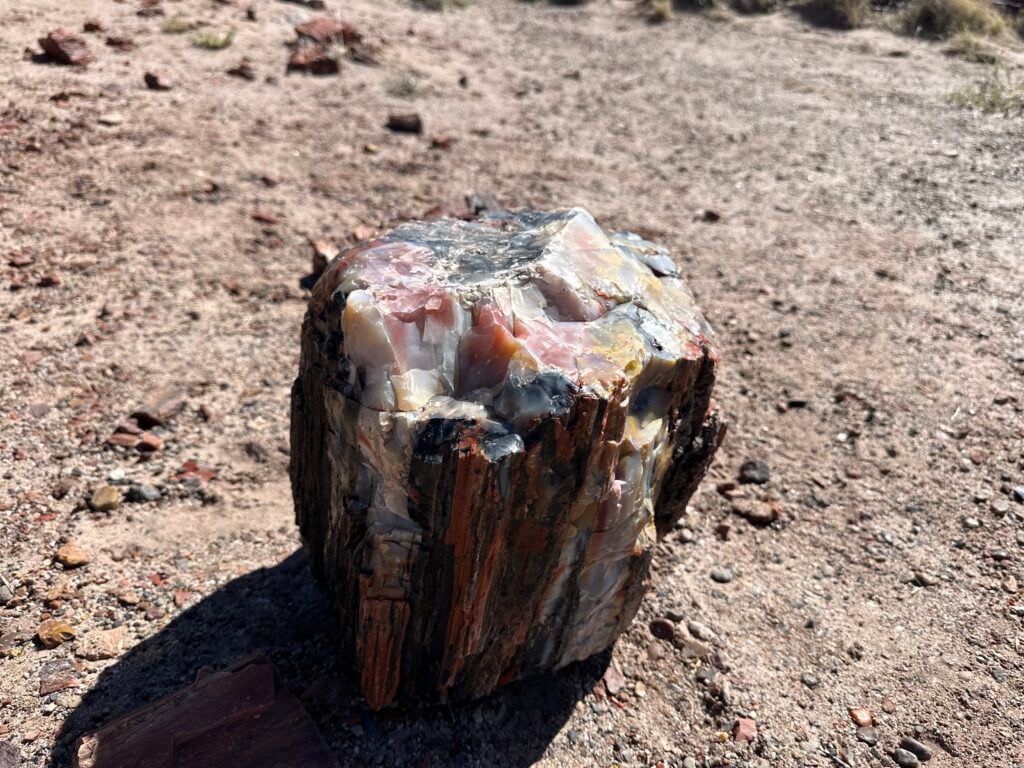 Colorful piece of petrified wood