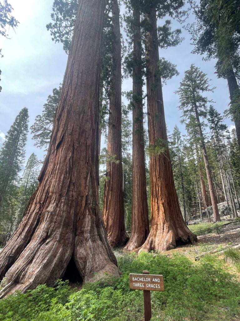 Redwood trees