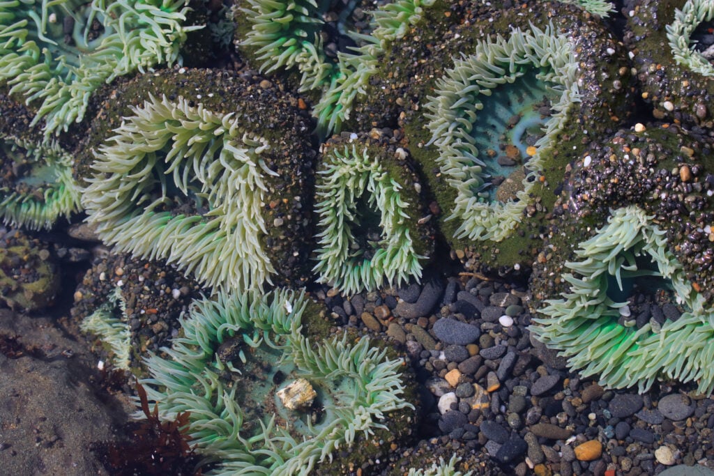 green anemone